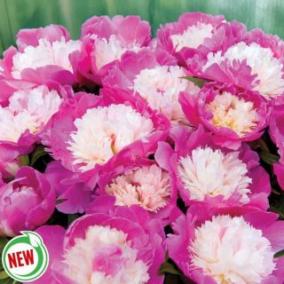 Cora Stubbs Peony Thumbnail